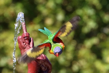 Rainbow lorikeet